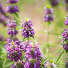Lemon Bee Balm Flower