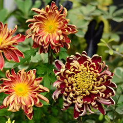 Golden-Backed Scarlet Chrysanthemum