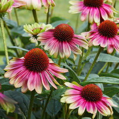 Echinacea, Sweet Sandia