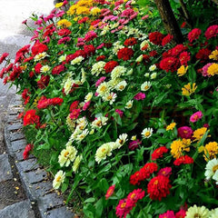 Crazy Blend Zinnia Seeds for Planting