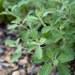 Western Vervain