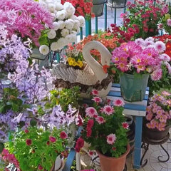 Mixed Colors Pyrethrum Flower Seeds