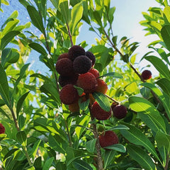 Myrica Rubra Seed Red Bayberry Sweet Healthy Juicy Fruit Great Taste Strawberry an Exciting New Addition