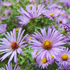 Superstar Aster Collection: Late Summer to Fall Beauty