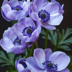 Double Anemone Seeds — Add Resilient Elegance to Your Garden!