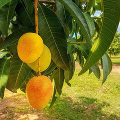 Mango Fruit Seed Delicious Non-GMO Fruit Juicy Fruits Robust Flavor High Yield Flourishing Makes Great Edging