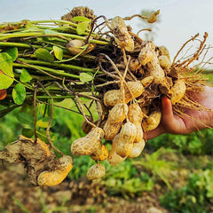Peanut Seeds Non-GMO