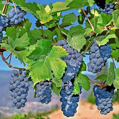 Mars Seedless Grape Bare Root Perennial Grape Hardy and Long-Lived Fast