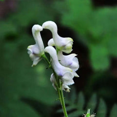 Rare Swan Flowers Seeds 
