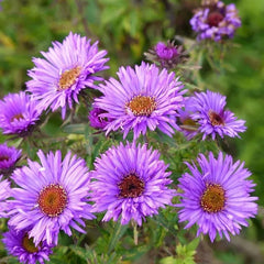 Autumn Magic Pollinator Collection Seeds