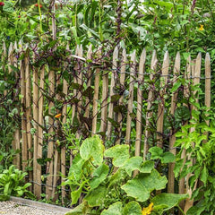 Perennial Basella Rubra Malabar Spinach Herb Seeds for Planting