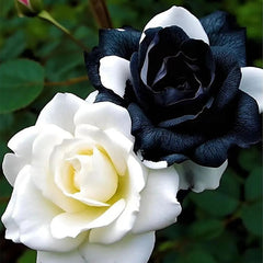 Rare Black and White Twin Roses