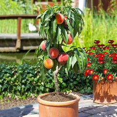Peach Fruit Tree Prunus Persica Sweet Fruit Tree