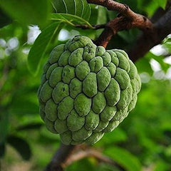 Soursop Graviola Guanabana Annona Muricata Fruit Tree Seeds Fresh Tropical Fruit