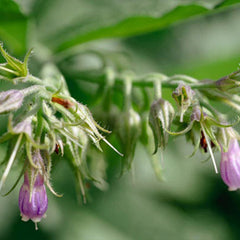 Common / True Comfrey