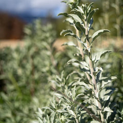 White Sage