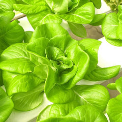 Buttercrunch Lettuce Seeds- Vegetable Seeds for Planting