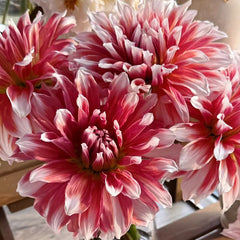 Red & White Mixed Dahlia Seeds