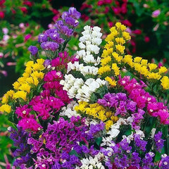 Royal Meadow Flower Seed Mix