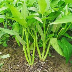 Kong Xin CAI Vegetable Seeds Water Spinach Kangkong Delicious Vegetable Seeds