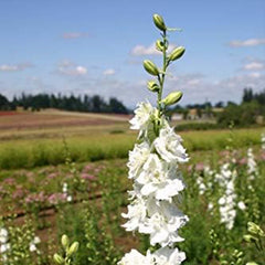 White Larkspur Rocket Flower Seeds for Planting
