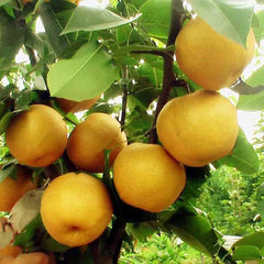 Pear Seeds Yellow Chinese Pear Tree Bonsai Seeds Sweet Delicious Exotic Fruit Seeds