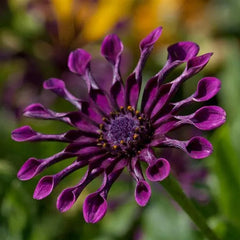 Osteospermum Mix Seeds Spider Daisy Rare