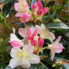 Alpine Azalea Seeds  Rare Species