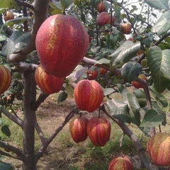 Pyrus pyrifolia 'Nijisseiki'Rainbow Pear Seeds