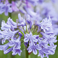 Agapanthus africanus 'Glenavon'