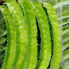 Winged Pea Seeds Four Angled Bean Dragon Bean Seeds