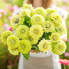 Vibrant Envy Zinnia Seeds