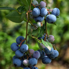 Blueberry Seed  Berry Fresh Fruit Seeds Perennial Outdoor Indoor