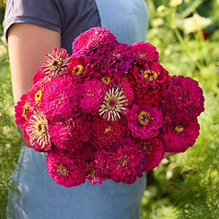 Giant Wine Zinnia Seeds