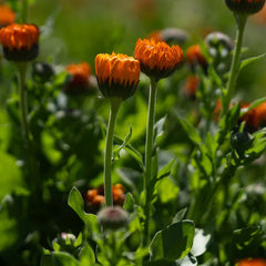 Neon Calendula