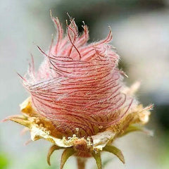 Prairie Smoke Flower Seeds