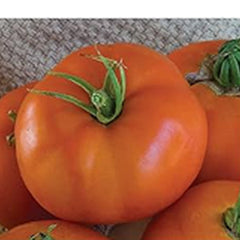 Super Beefsteak, Red Beefsteak Slicing Tomato
