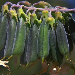 Green Birdflower
