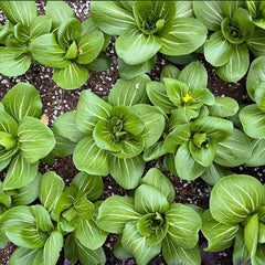 Bok Choy Seeds for Planting Cải Thìa AKA. Pak Choi, Chinese Cabbage, Bok Choi