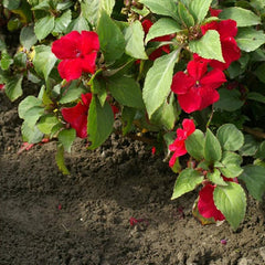 Impatiens Plant Baby Scarlet Flower Seeds for Planting