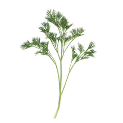 Menuette Parsley Seed