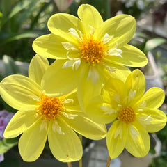 Bright Yellow Dahlia Seeds
