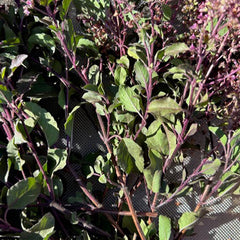 Tulsi / Holy Basil: Rama
