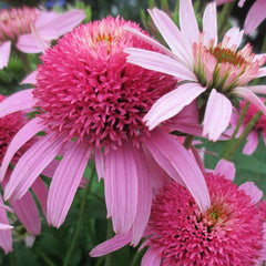 Double Pink Coneflower Seeds - Rare Hardy Perennial Pollinator Flower