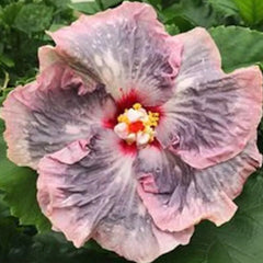 Beautiful Cosmic Dancer Hibiscus