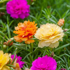 Moss Rose Seeds for Planting Outdoors,  Portulaca Grandiflora Flower Seeds for Planting