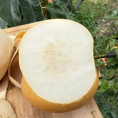 Akizuki Pear Seeds-Big, sweet, and juicy