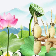 Lotus Root Seeds Edible Plant Fruit Seed,Grow Beautiful Lotus Flowers and Roots for Home Garden,Organic Healthy Vegetable Seed