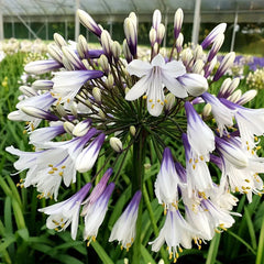 Agapanthus africanus 'Fireworks'