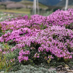 Mix Creeping Thyme Seeds for Planting Ground Cover Plants Easy to Plant and Grow